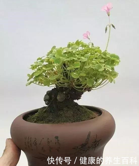 路边常见到的“三叶草”,挖个根30天养成精致盆景,价值翻倍!