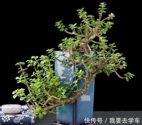 家养“金枝玉叶”,浇点“壮骨肥”,一年变老桩,形态美,超值钱!