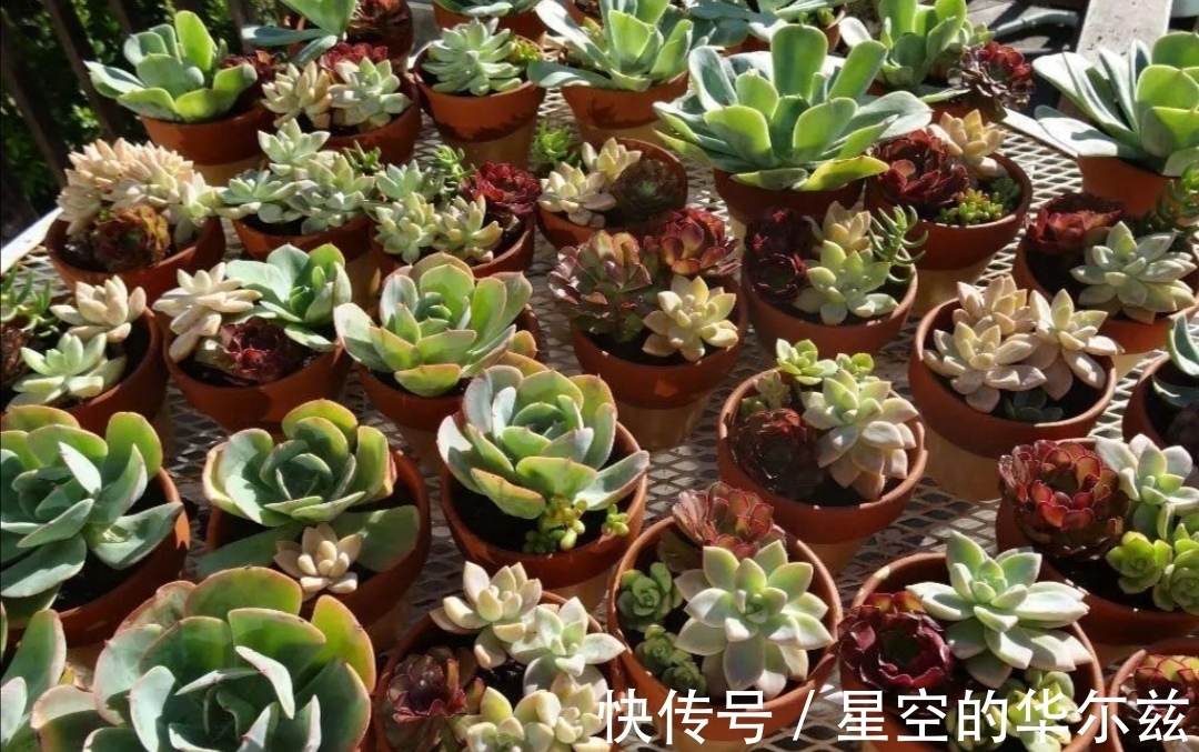 用上1个塑料瓶子,冬天扦插多肉,也能很快生根,长出小苗