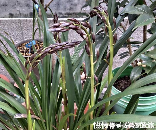 兰花|养兰花“2懒1勤”别守规矩,新芽冒不停,花箭半米高