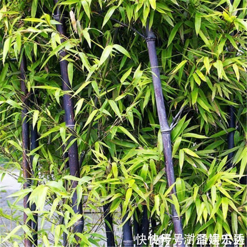 羌活|它不仅是治狂犬病的佳药,还可治骨节痛!知道的人不多