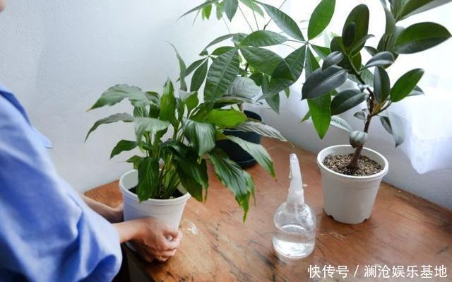 多肉植物|养花不会浇水,家里再多花也会被糟蹋,新手盆栽浇水指南