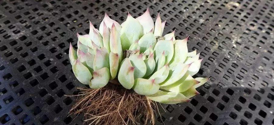 多肉修剪技巧，剪1根长1盆，再也不用在外面买了，划算