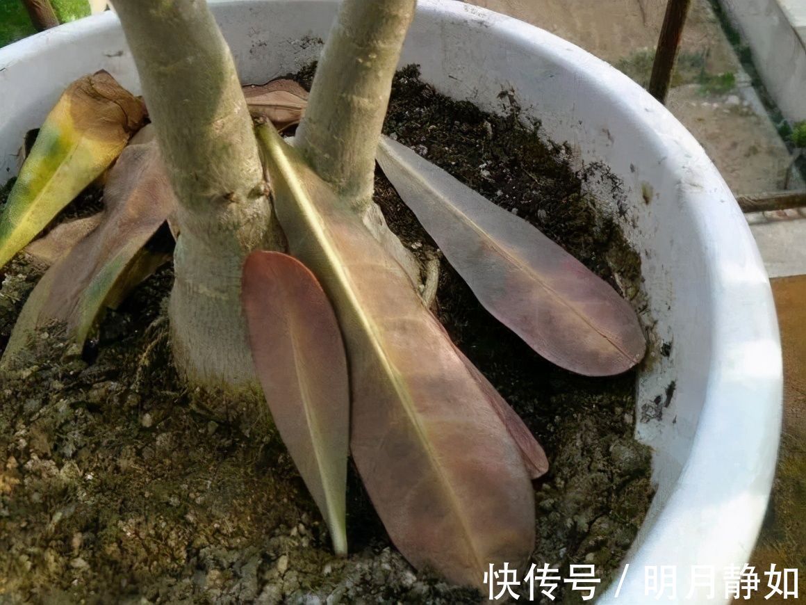 11月,千万别买这种花,养不活惹一肚子气