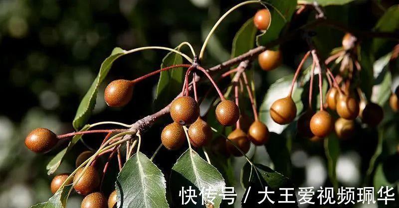 妙用|农村山中的野果，生吃味酸被称“狗屎梨”，殊不知妙用很大