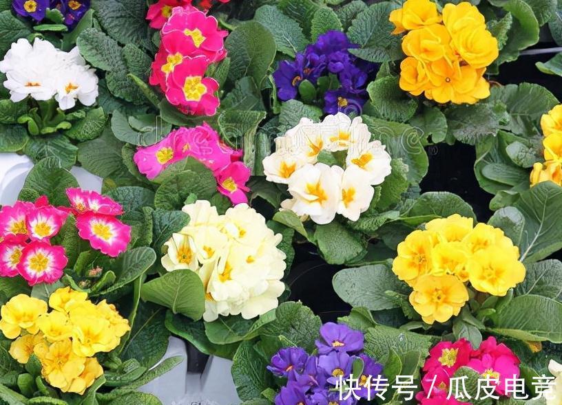 马上进入2022年,新的一年即将开启,为你推荐25种漂亮的花卉