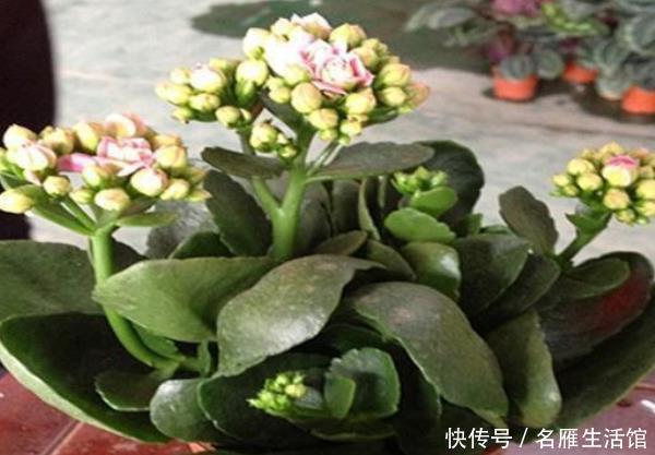 财神爷|这4种树“镇宅又聚财”,个个都是财神爷,千万别随便送人