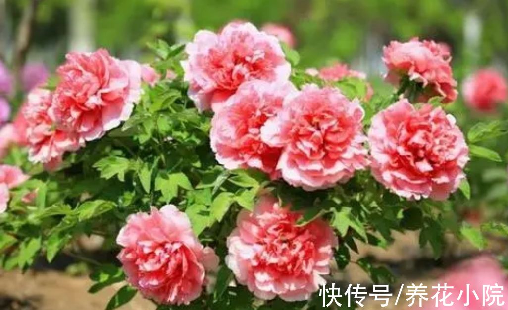 植株|5种花卉，需要“冻一冻”，才能开出漂亮的花朵