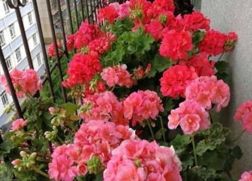 4种花很好养，栽土里就活，懒人新手都能养，花开精致小巧