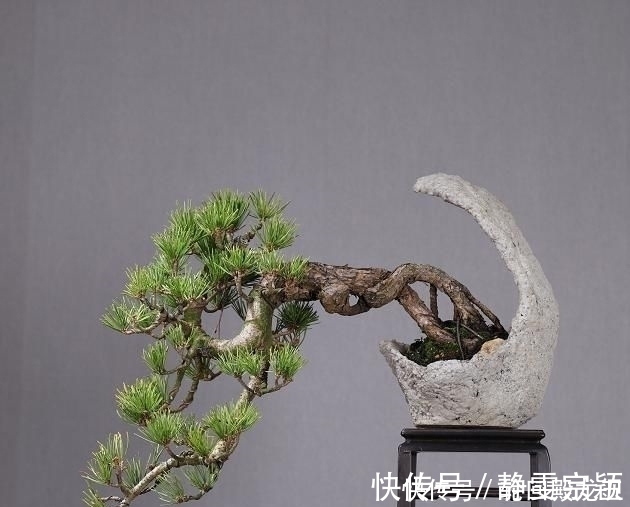 欣赏日本大师盆景作品,精心培育的造型,非常具有艺术气息