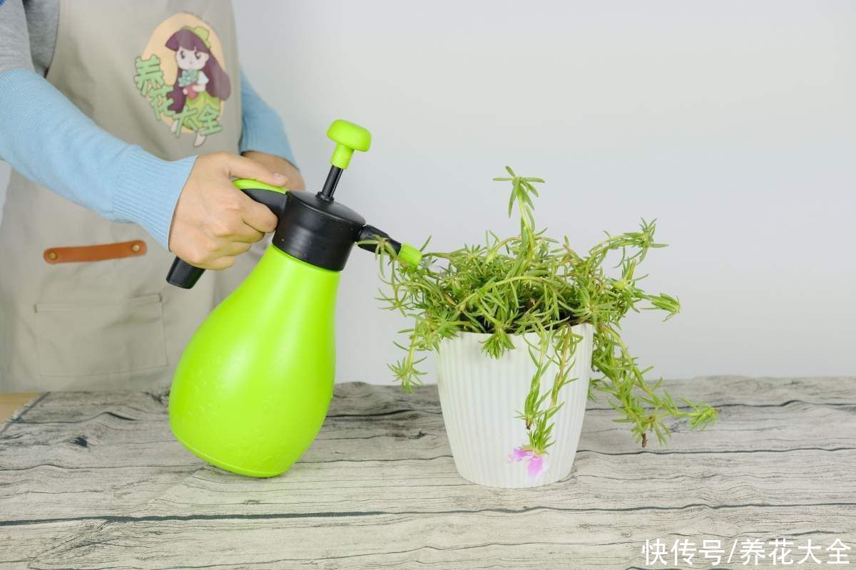 月季花|全年都开花的花，看一下这3种，家里四季如春