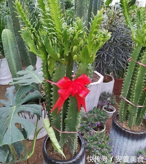 养龙骨花,掌握这几个技巧,植株长得又粗又高,极具观赏价值