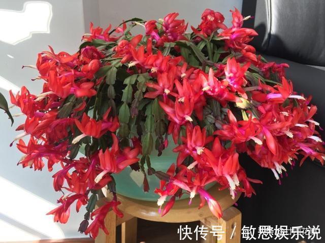 根源|蟹爪兰叶子软塌,难复花,“根源”在这里,解决后重新饱满猛开花