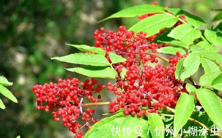 果实|路边的杂草“接骨草”外表美观，香气清新，具有药用价值