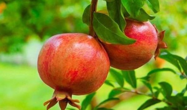 滋润肌肤|40岁女性可以多吃3种食物,营养丰富、滋润肌肤,好处多多!