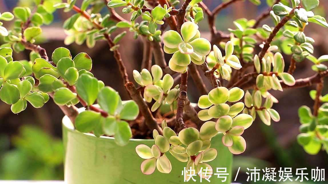 金枝玉叶总是养不活，那是你方法不对，这6种方法一定要学会