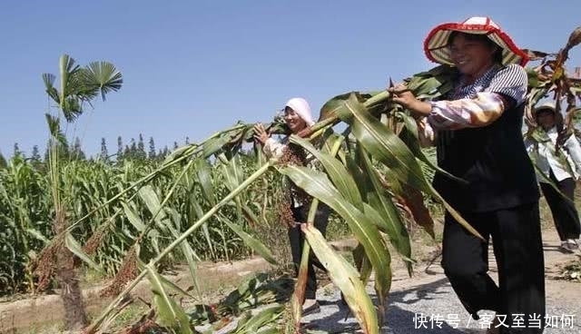 现在在农村都不常见了的美味植物,小时候经常吃,你们吃过吗?