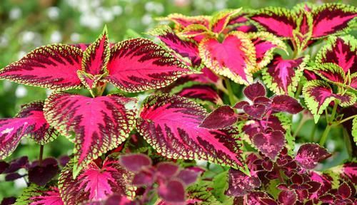  南北|最受欢迎的3种花，花大色艳，花期跨三季，种植容易，南北都能养