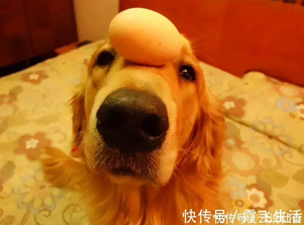 蛋黄|狗狗吃“鸡蛋”好处多,但怎么吃要注意,小心吃出问题