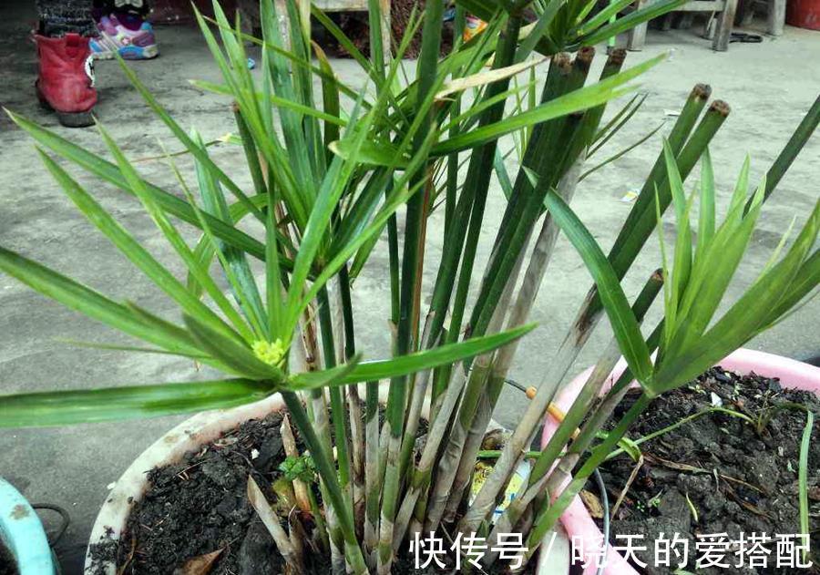 水竹|文竹和水竹的区别,养护要注意哪些地方