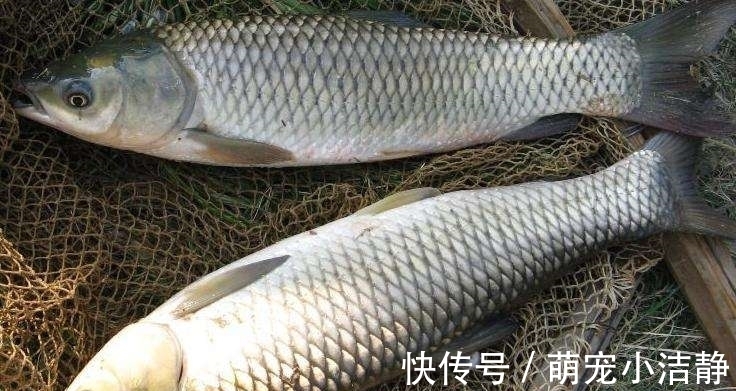 这两种钓法专门钓草鱼,不怎么费力,草鱼很容易就上钩了