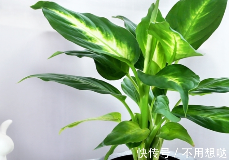 除了绿萝，还有这个植物好养，耐湿耐旱，盆栽皇帝名副其实