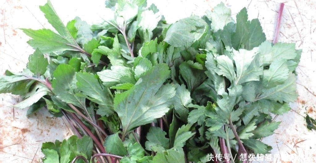 珍惜|此种“野菜”，炒鸡蛋吃清脆爽口，凉拌更是一绝，若见到要珍惜