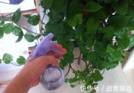 板结|养花要注意，这几种水不能浇花，不然黄叶又烂根！