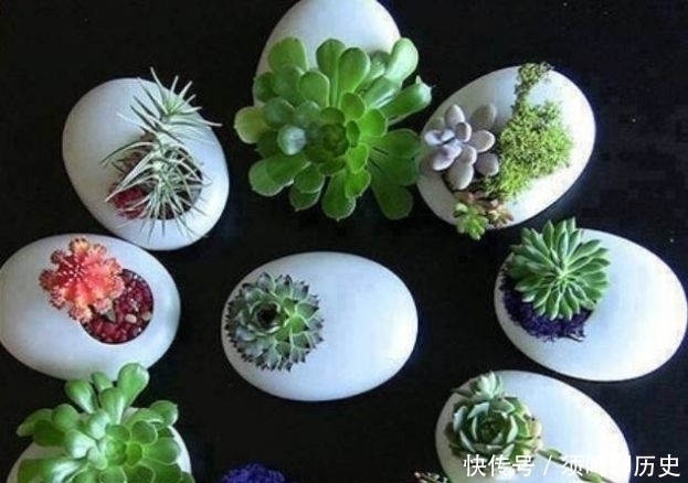 蛋壳|多肉盆里放点它,不怕烂根,长得饱满又圆润