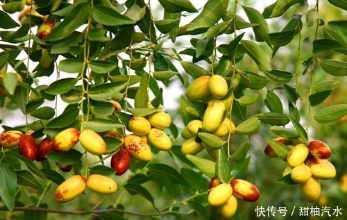 气血|冬天要多给孩子吃此果，气血足了，大便也正常了，个儿蹭蹭长