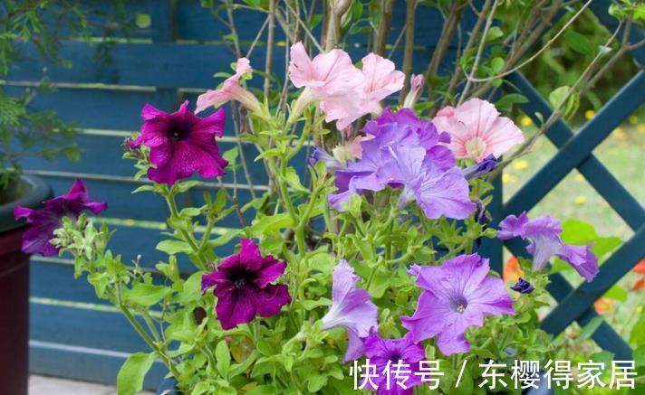 嗖嗖|家庭养矮牵牛,抓住这3要点,植株不徒长,嗖嗖开爆盆a