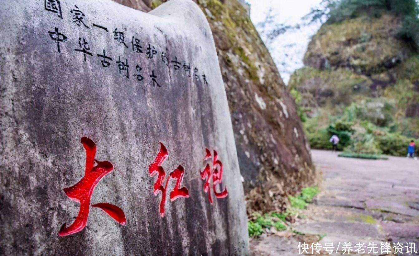 厉害|知道最贵的三棵树么？有的配警卫、有的重金投保，还有一棵最厉害