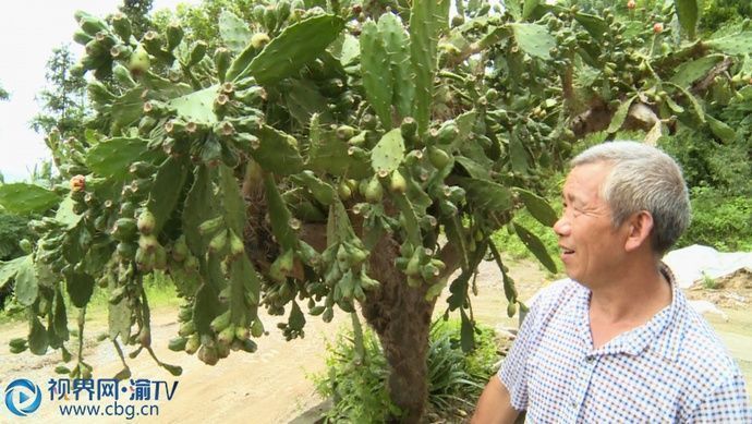 垫江奇仙人掌20年长成3米大树年年挂满上千个仙人果