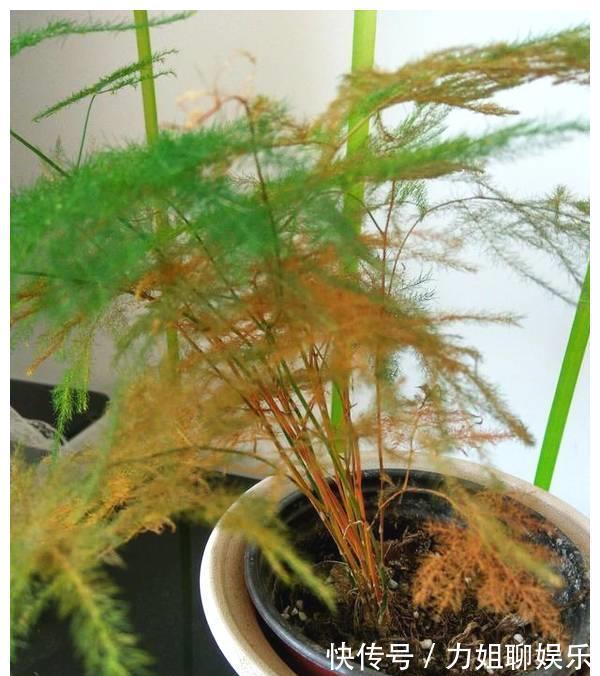 7种“富贵花”,容易被浇死,别太狠,一杯水就够养一冬天