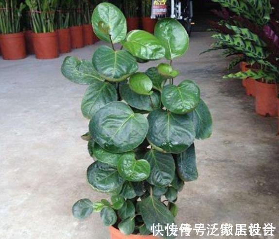 5种花卉自“带钱”,寓意美好招财进宝,有钱人家都会养几盆