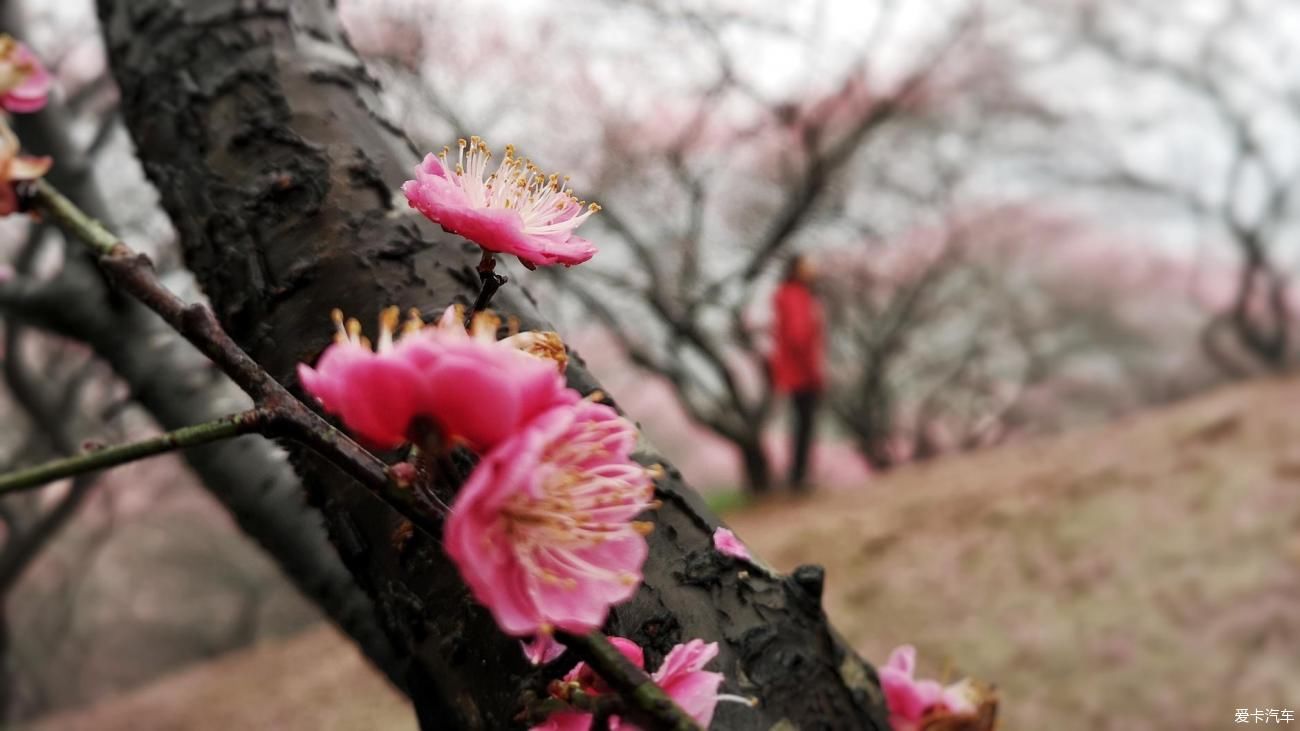 江南雨，梅花村，寻梅踏青！