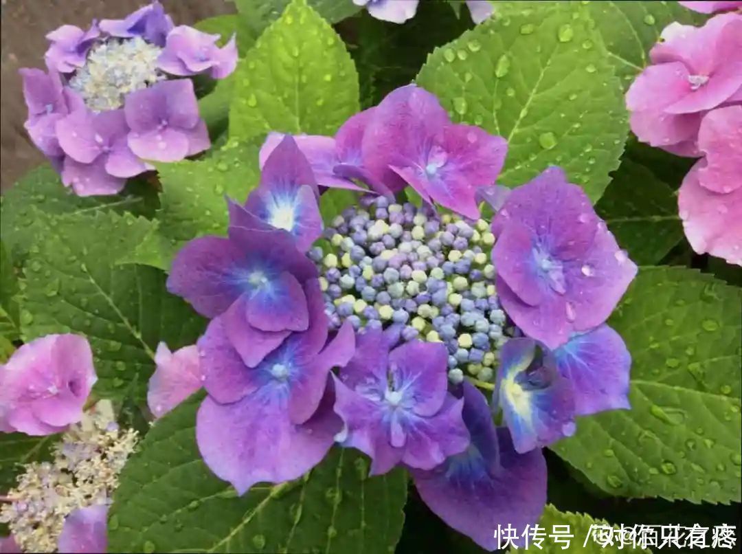 养花爱花21赏花日历 看好这一篇 不会错过花期 粉紫色