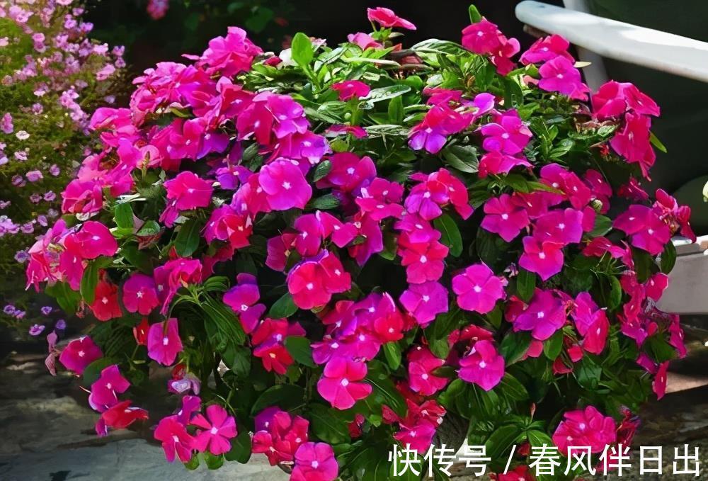 佳品|号称“开花机器”的4种漂亮花，养一盆赏花300天，是阳台盆栽佳品