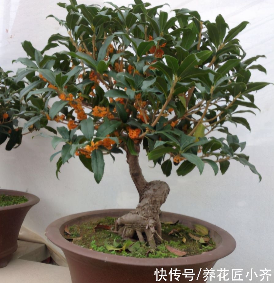 三足一通|进入5月养桂花，做好“三足一通”，枝条长势旺，叶子大又绿