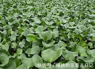净化|水葫芦居然可以吃,水葫芦的功效和作用介绍