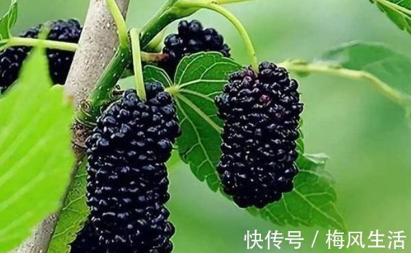 食物|满头白发不要染,4种食物每天吃一点,头发慢慢变黑了!