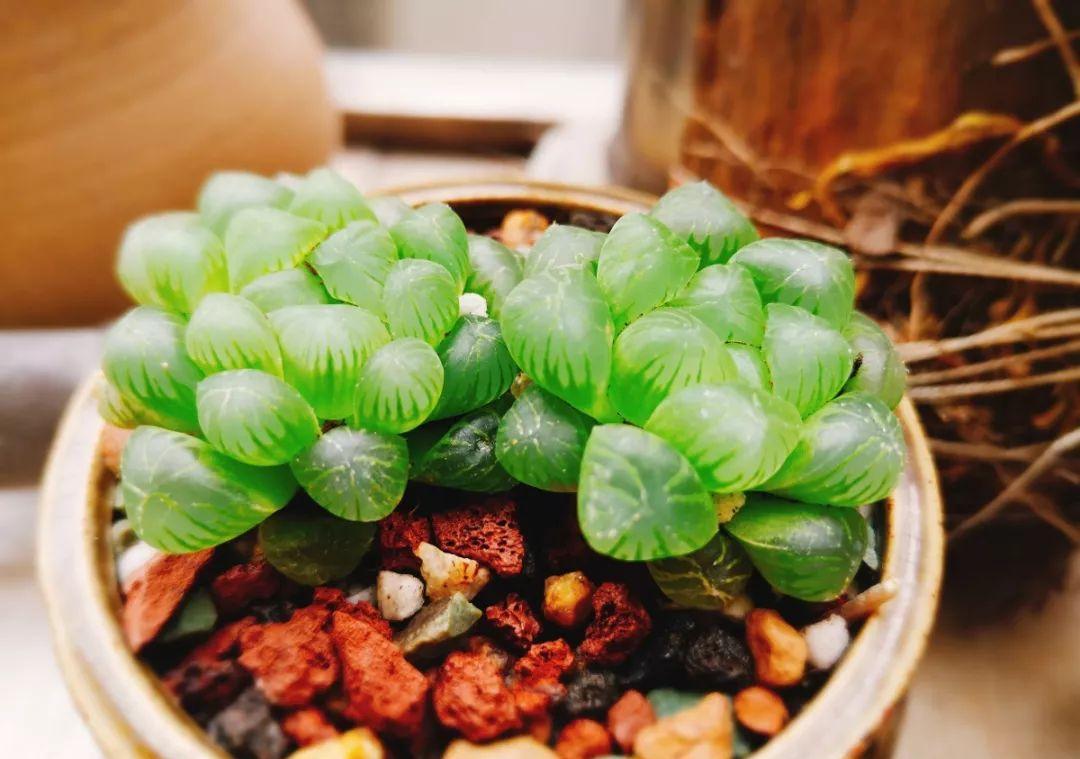 多肉植物盆栽:这种多肉越浇水越丑,不浇水反而胖成球