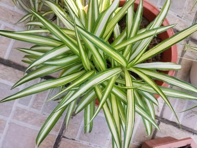 养吊兰有3个小方法,照着做“不干尖、不黄叶”,直冒小崽子