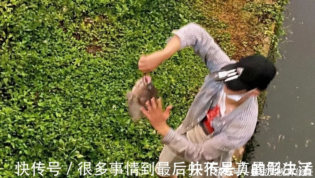 河道“巨型罗非”扎堆，钓鱼人：三五斤起步，半天钓十几条