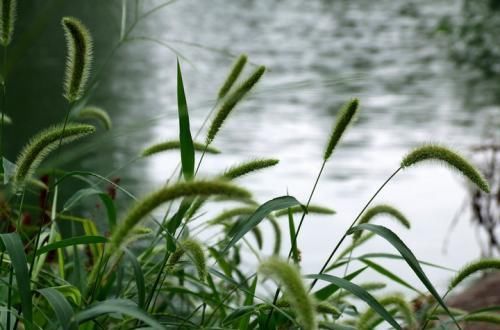 狗尾巴草|1种荒地“野草”，让人十分讨厌，竟然是个宝，有大作用