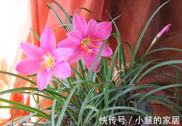 养花|养花，准备几个大洋葱，各种花花草草就能生长得特别好
