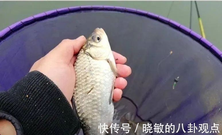 秋钓大鲫鱼7大招式,让爆护来得更容易些!