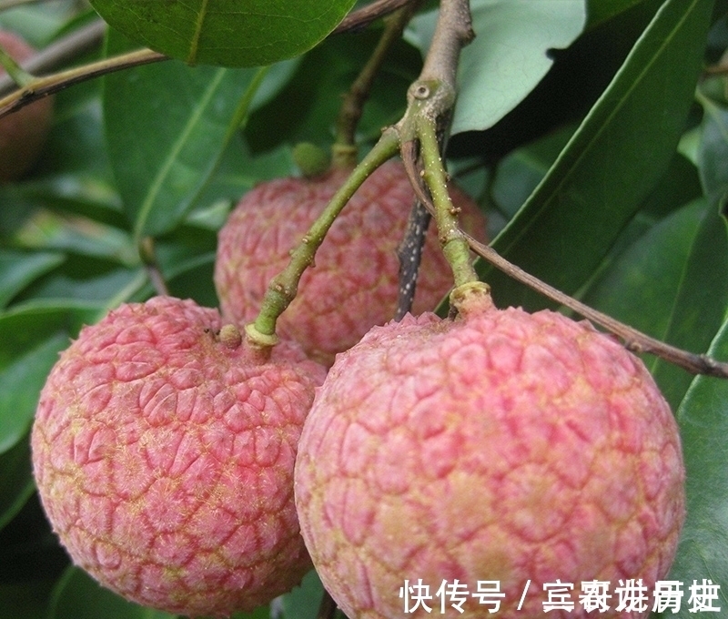 树苗|养花不如栽果树,试试种几款果树,果子大又甜