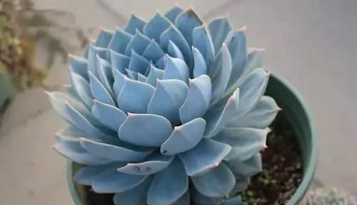 皮实|5种漂亮多肉,皮实又好养,虐一虐更漂亮,新手也会养!