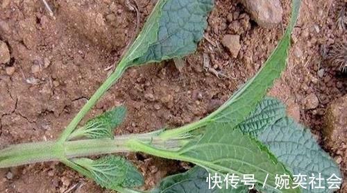 一种野菜叶子长满疙瘩,闻着臭,吃起来却很香,炒鸡蛋味道更好!